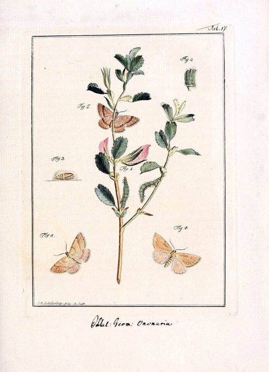Archiv der Insectengeschichte /.Winterthur :Bey dem Herausgeber und bey Heinrich Steiner und Comp.,1781-1786.  | Classification Insects | Vintage Print Reproduction 457967