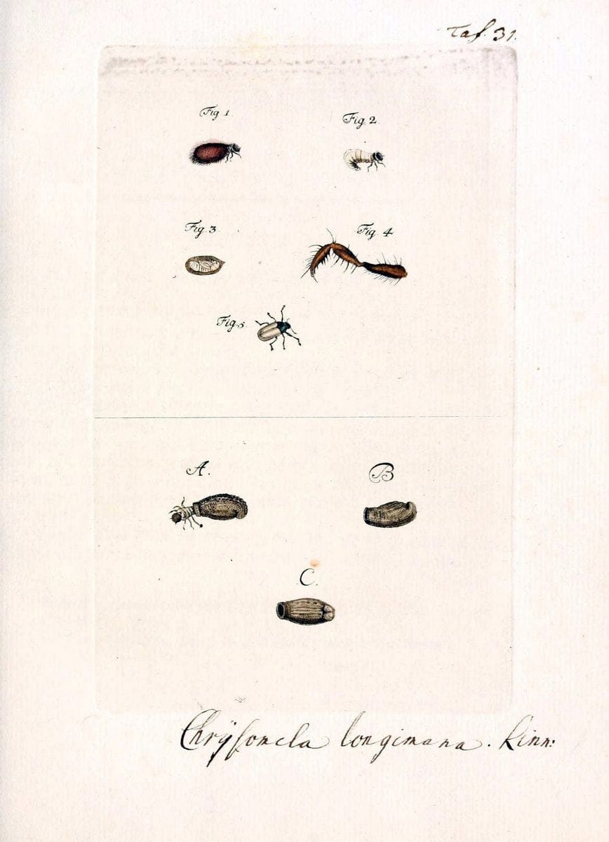 Archiv der Insectengeschichte /.Winterthur :Bey dem Herausgeber und bey Heinrich Steiner und Comp.,1781-1786.  | Classification Insects | Vintage Print Reproduction 457969