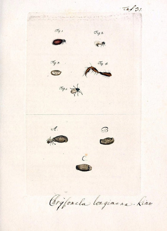Archiv der Insectengeschichte /.Winterthur :Bey dem Herausgeber und bey Heinrich Steiner und Comp.,1781-1786.  | Classification Insects | Vintage Print Reproduction 457969