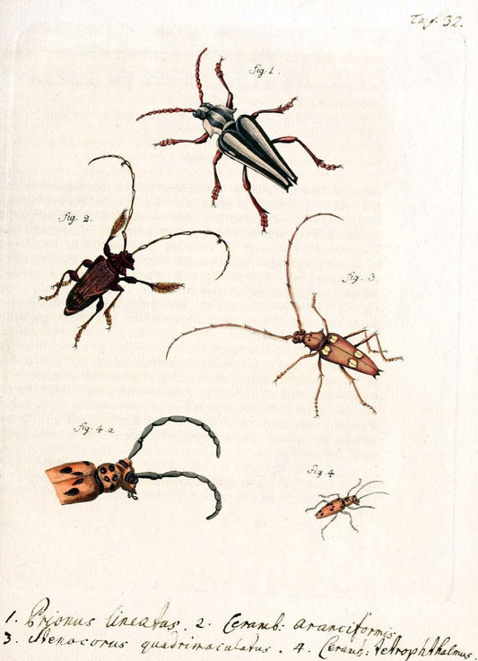 Archiv der Insectengeschichte /.Winterthur :Bey dem Herausgeber und bey Heinrich Steiner und Comp.,1781-1786.  | Classification Insects | Vintage Print Reproduction 457970