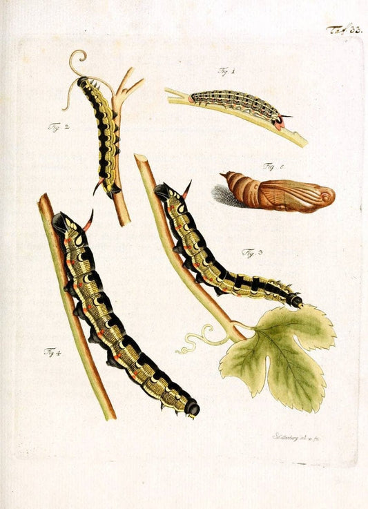 Archiv der Insectengeschichte /.Winterthur :Bey dem Herausgeber und bey Heinrich Steiner und Comp.,1781-1786.  | Classification Insects | Vintage Print Reproduction 457971