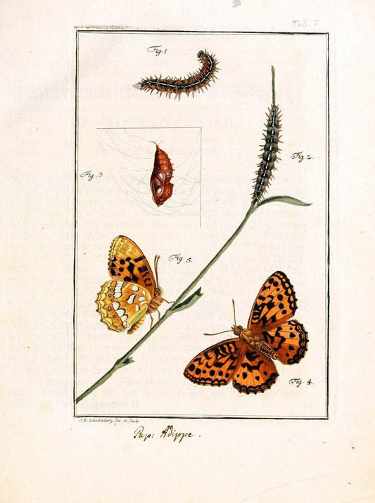 Archiv der Insectengeschichte /.Winterthur :Bey dem Herausgeber und bey Heinrich Steiner und Comp.,1781-1786.  | Classification Insects | Vintage Print Reproduction 457972