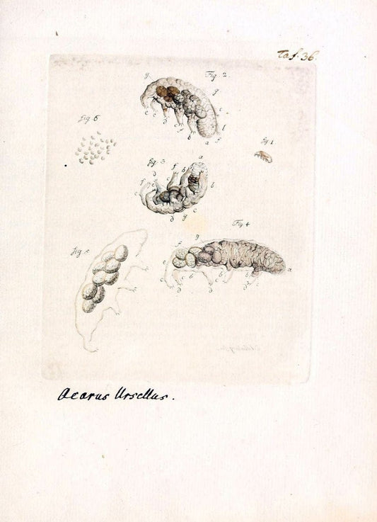 Archiv der Insectengeschichte /.Winterthur :Bey dem Herausgeber und bey Heinrich Steiner und Comp.,1781-1786.  | Classification Insects | Vintage Print Reproduction 457975