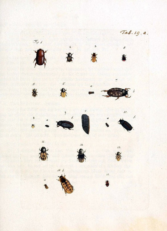 Archiv der Insectengeschichte /.Winterthur :Bey dem Herausgeber und bey Heinrich Steiner und Comp.,1781-1786.  | Classification Insects | Vintage Print Reproduction 457976