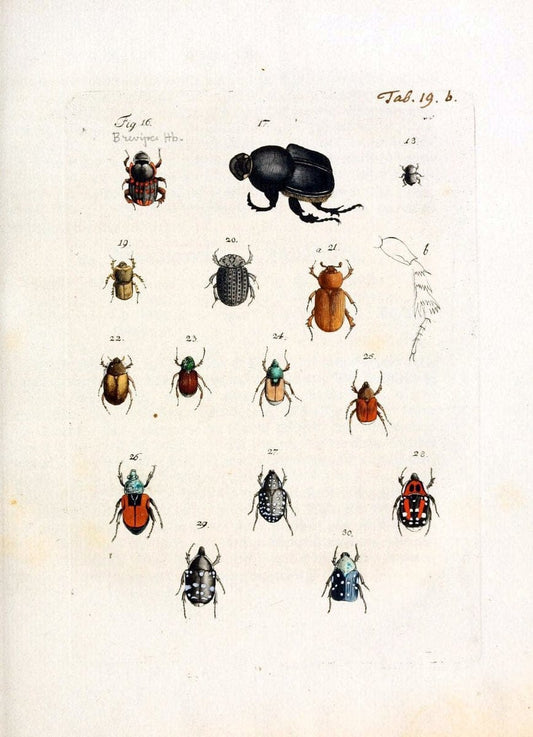 Archiv der Insectengeschichte /.Winterthur :Bey dem Herausgeber und bey Heinrich Steiner und Comp.,1781-1786.  | Classification Insects | Vintage Print Reproduction 457977