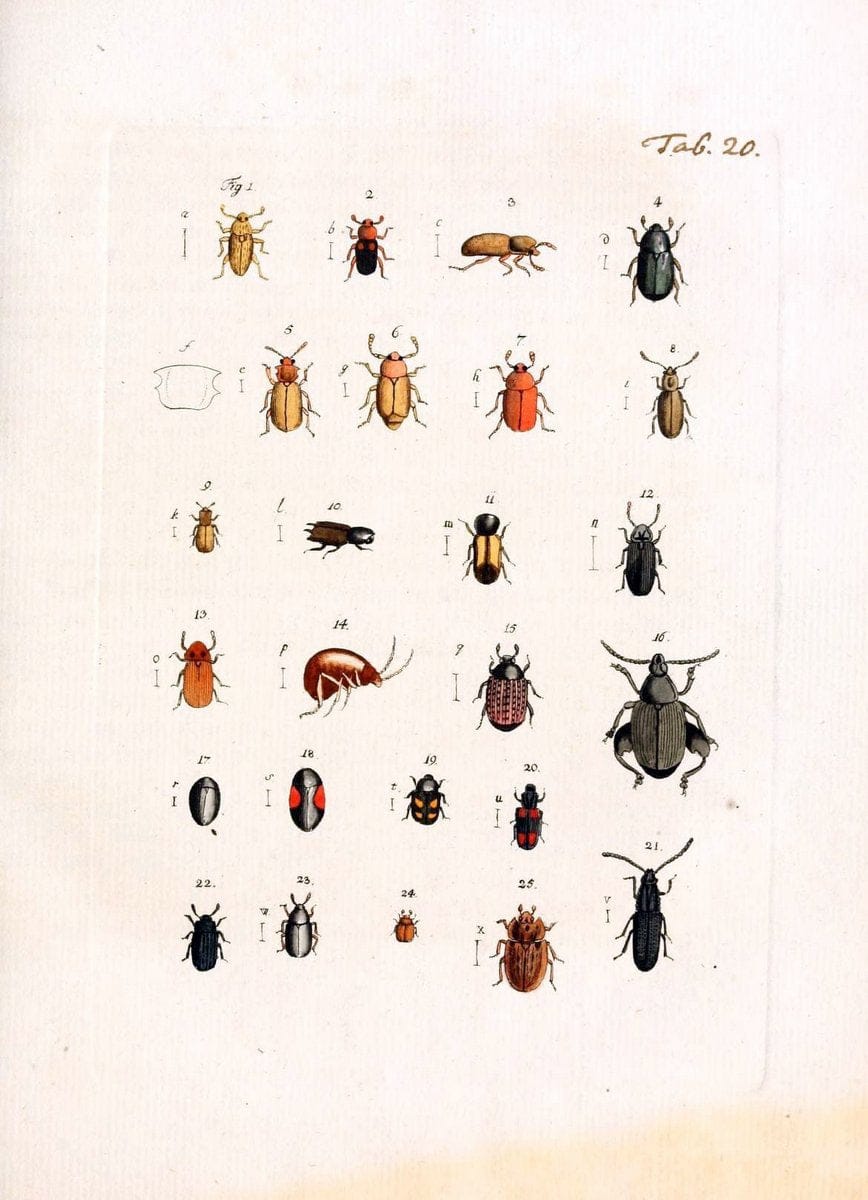 Archiv der Insectengeschichte /.Winterthur :Bey dem Herausgeber und bey Heinrich Steiner und Comp.,1781-1786.  | Classification Insects | Vintage Print Reproduction 457978