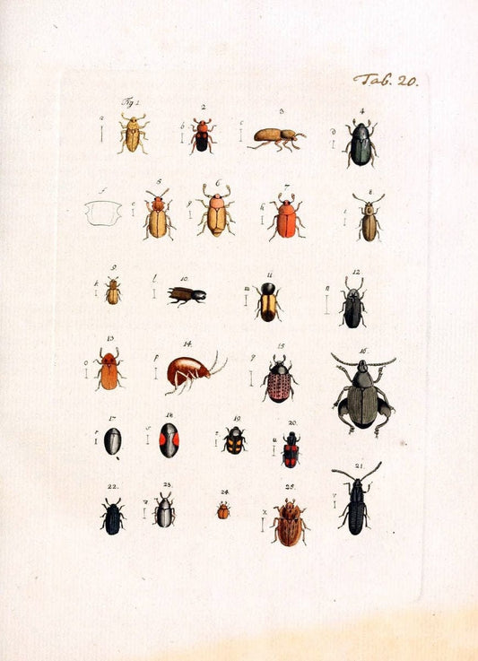 Archiv der Insectengeschichte /.Winterthur :Bey dem Herausgeber und bey Heinrich Steiner und Comp.,1781-1786.  | Classification Insects | Vintage Print Reproduction 457978