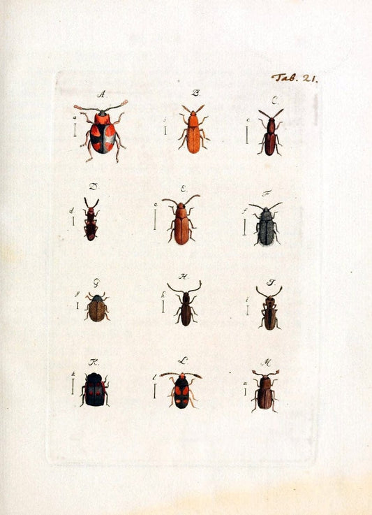 Archiv der Insectengeschichte /.Winterthur :Bey dem Herausgeber und bey Heinrich Steiner und Comp.,1781-1786.  | Classification Insects | Vintage Print Reproduction 457979