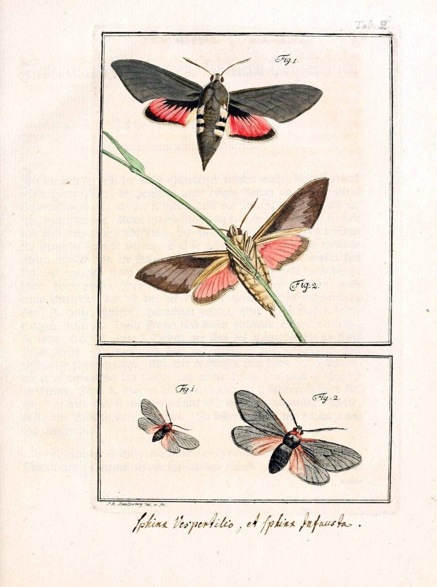 Archiv der Insectengeschichte /.Winterthur :Bey dem Herausgeber und bey Heinrich Steiner und Comp.,1781-1786.  | Classification Insects | Vintage Print Reproduction 457980
