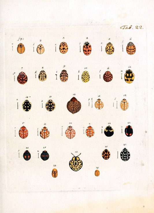 Archiv der Insectengeschichte /.Winterthur :Bey dem Herausgeber und bey Heinrich Steiner und Comp.,1781-1786.  | Classification Insects | Vintage Print Reproduction 457981
