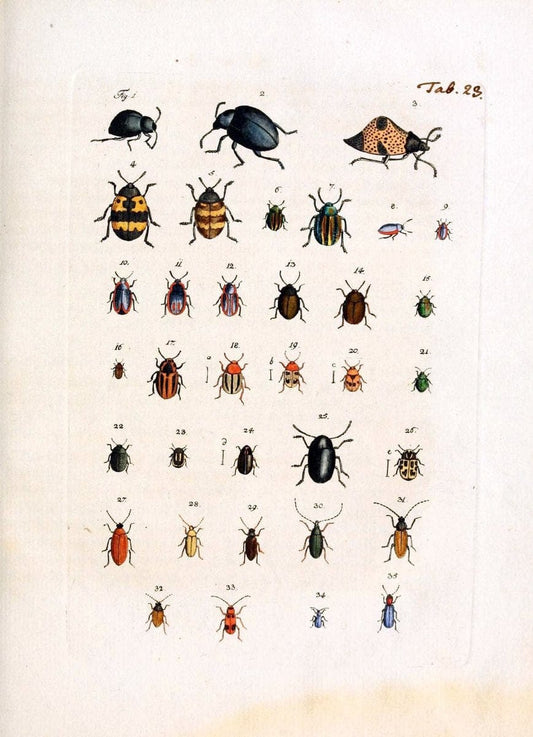 Archiv der Insectengeschichte /.Winterthur :Bey dem Herausgeber und bey Heinrich Steiner und Comp.,1781-1786.  | Classification Insects | Vintage Print Reproduction 457982