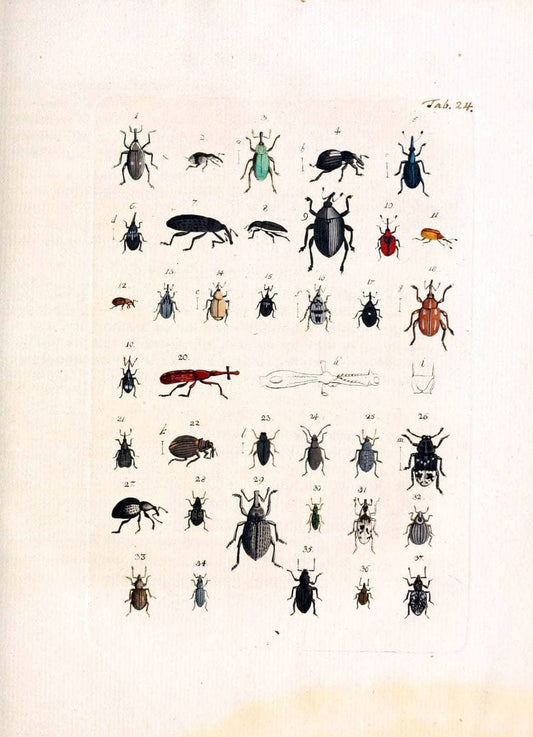 Archiv der Insectengeschichte /.Winterthur :Bey dem Herausgeber und bey Heinrich Steiner und Comp.,1781-1786.  | Classification Insects | Vintage Print Reproduction 457983