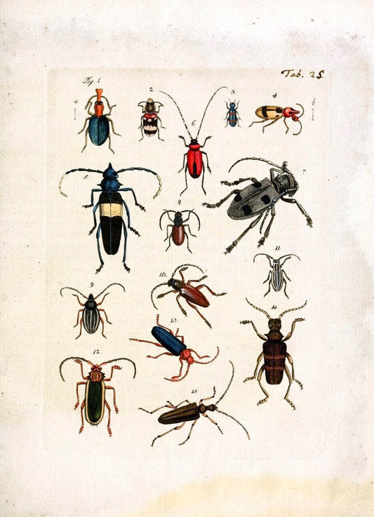 Archiv der Insectengeschichte /.Winterthur :Bey dem Herausgeber und bey Heinrich Steiner und Comp.,1781-1786.  | Classification Insects | Vintage Print Reproduction 457984