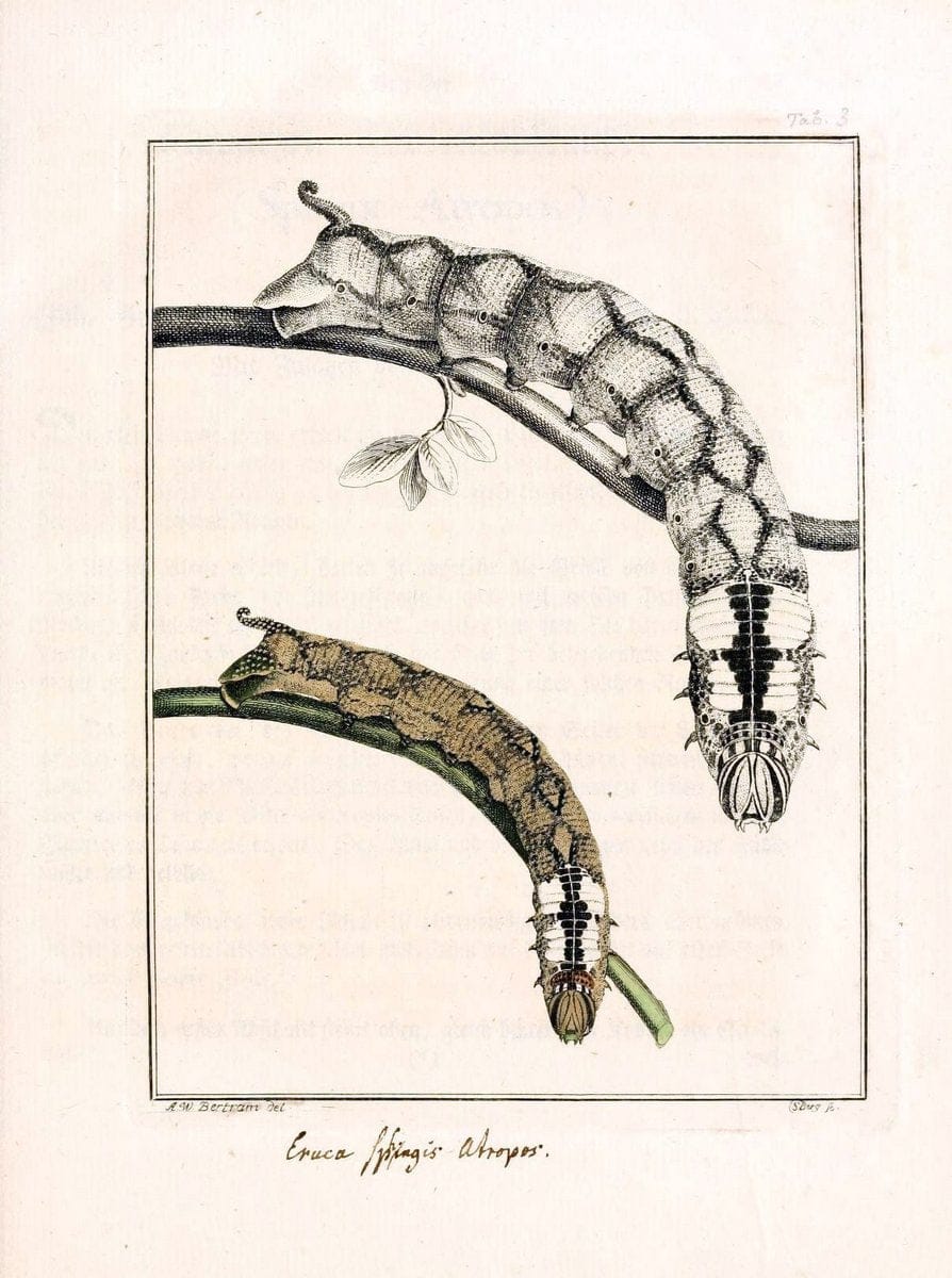 Archiv der Insectengeschichte /.Winterthur :Bey dem Herausgeber und bey Heinrich Steiner und Comp.,1781-1786.  | Classification Insects | Vintage Print Reproduction 457985