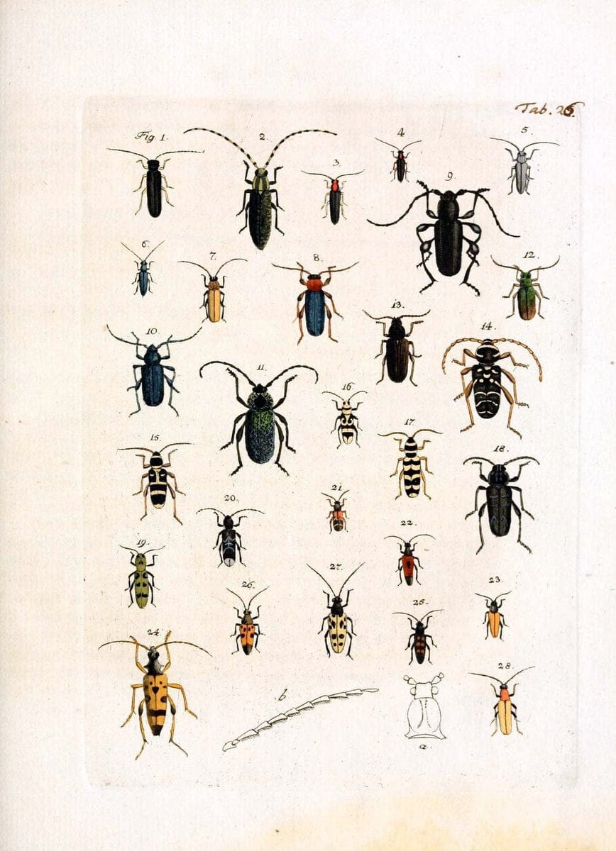 Archiv der Insectengeschichte /.Winterthur :Bey dem Herausgeber und bey Heinrich Steiner und Comp.,1781-1786.  | Classification Insects | Vintage Print Reproduction 457986