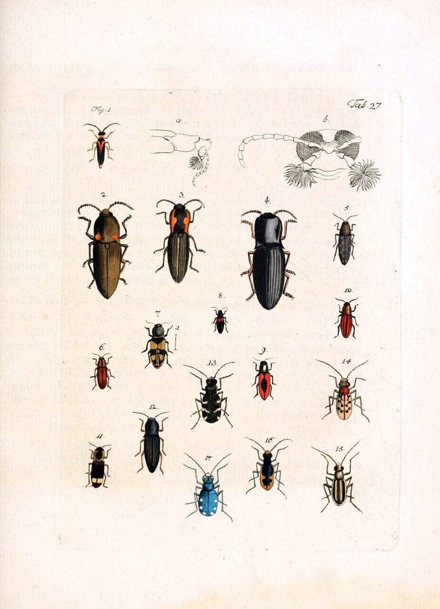 Archiv der Insectengeschichte /.Winterthur :Bey dem Herausgeber und bey Heinrich Steiner und Comp.,1781-1786.  | Classification Insects | Vintage Print Reproduction 457987