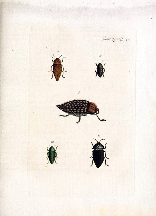 Archiv der Insectengeschichte /.Winterthur :Bey dem Herausgeber und bey Heinrich Steiner und Comp.,1781-1786.  | Classification Insects | Vintage Print Reproduction 457988