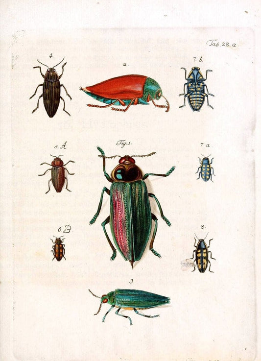 Archiv der Insectengeschichte /.Winterthur :Bey dem Herausgeber und bey Heinrich Steiner und Comp.,1781-1786.  | Classification Insects | Vintage Print Reproduction 457989
