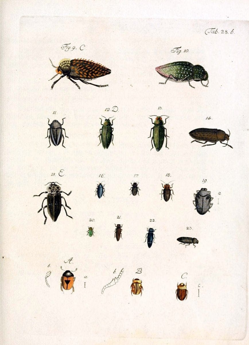 Archiv der Insectengeschichte /.Winterthur :Bey dem Herausgeber und bey Heinrich Steiner und Comp.,1781-1786.  | Classification Insects | Vintage Print Reproduction 457990