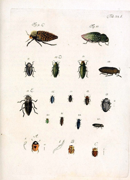 Archiv der Insectengeschichte /.Winterthur :Bey dem Herausgeber und bey Heinrich Steiner und Comp.,1781-1786.  | Classification Insects | Vintage Print Reproduction 457990