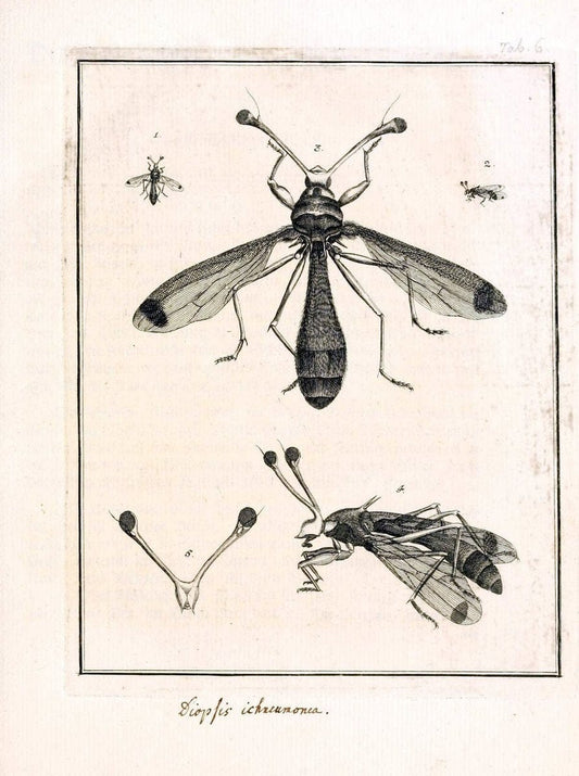 Archiv der Insectengeschichte /.Winterthur :Bey dem Herausgeber und bey Heinrich Steiner und Comp.,1781-1786.  | Classification Insects | Vintage Print Reproduction 457993
