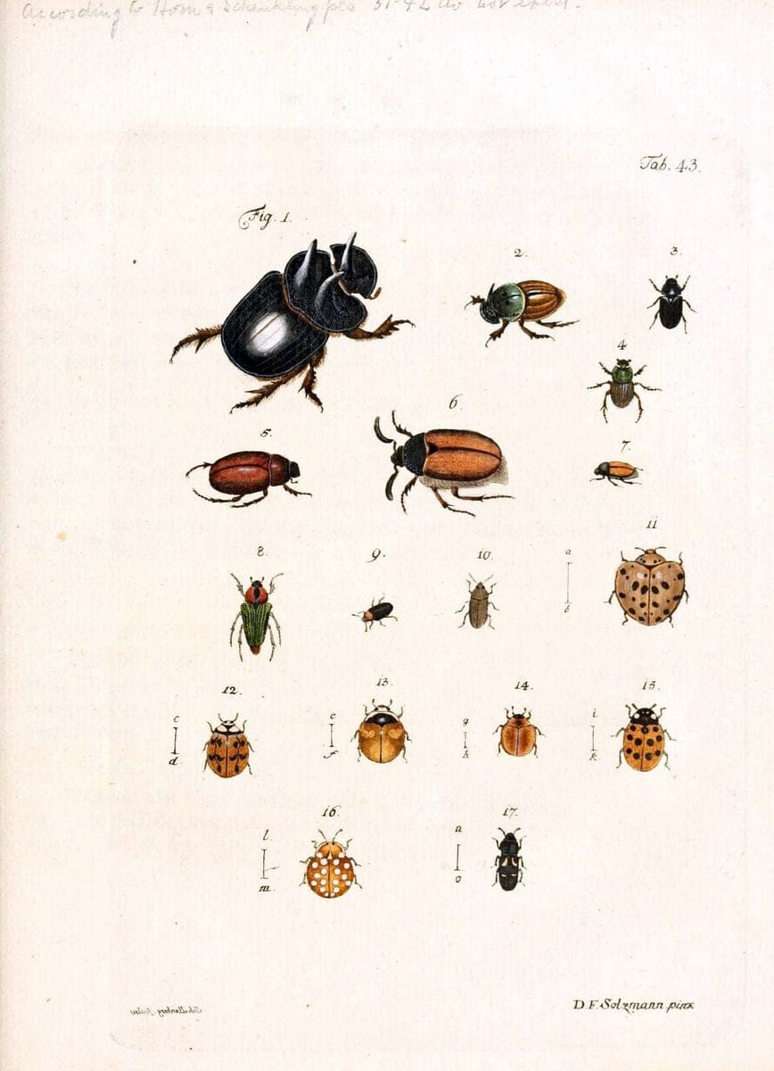 Archiv der Insectengeschichte /.Winterthur :Bey dem Herausgeber und bey Heinrich Steiner und Comp.,1781-1786.  | Classification Insects | Vintage Print Reproduction 457994