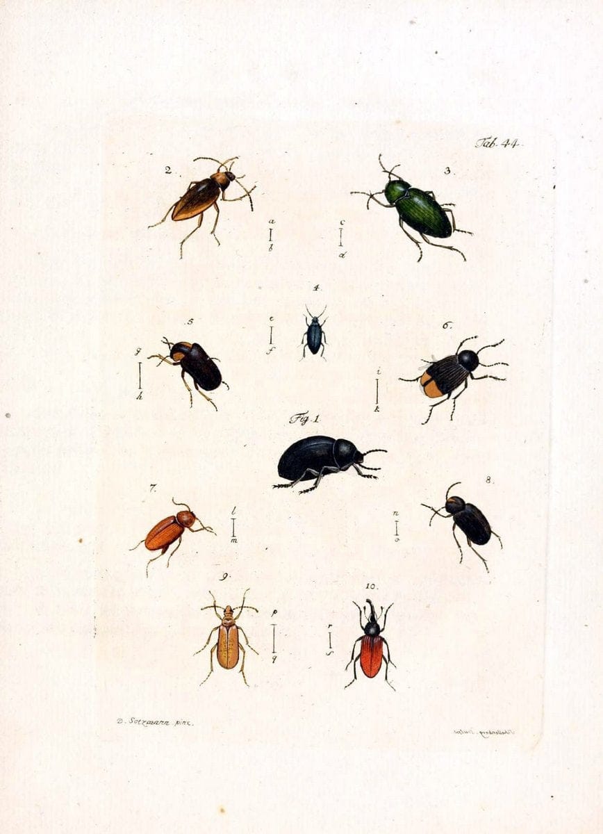 Archiv der Insectengeschichte /.Winterthur :Bey dem Herausgeber und bey Heinrich Steiner und Comp.,1781-1786.  | Classification Insects | Vintage Print Reproduction 457995