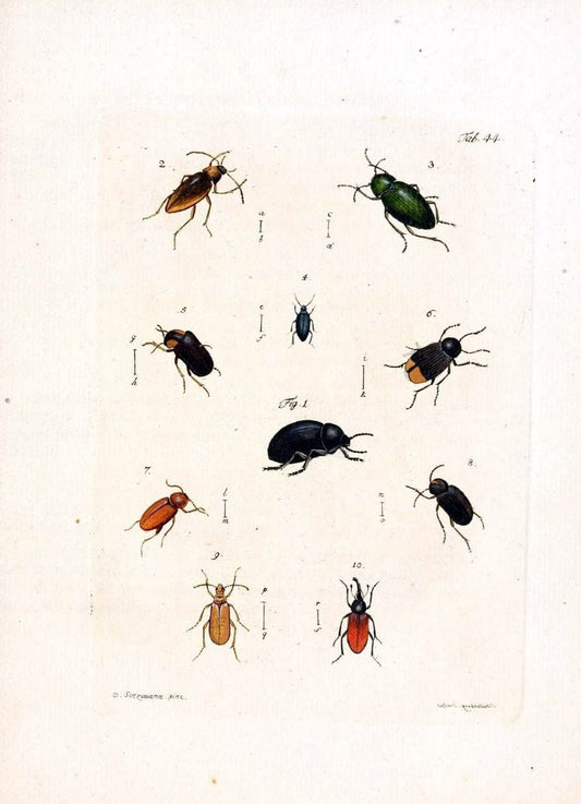 Archiv der Insectengeschichte /.Winterthur :Bey dem Herausgeber und bey Heinrich Steiner und Comp.,1781-1786.  | Classification Insects | Vintage Print Reproduction 457995