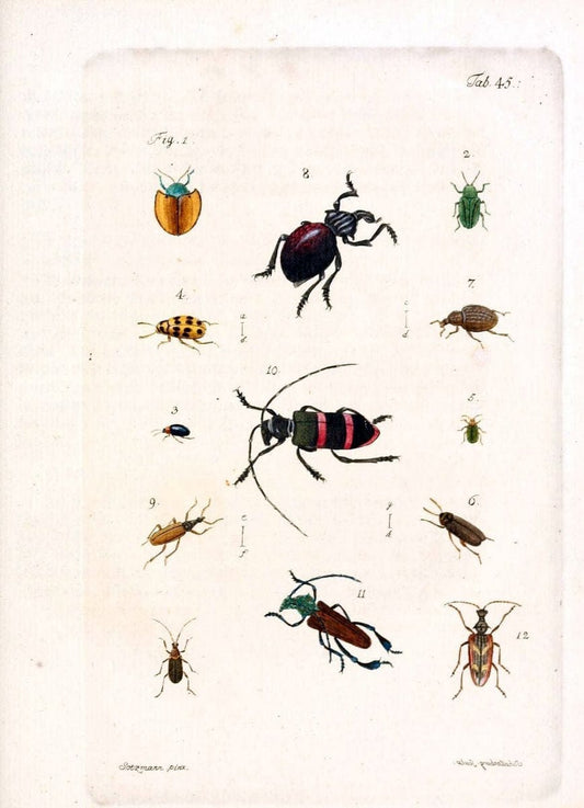 Archiv der Insectengeschichte /.Winterthur :Bey dem Herausgeber und bey Heinrich Steiner und Comp.,1781-1786.  | Classification Insects | Vintage Print Reproduction 457996