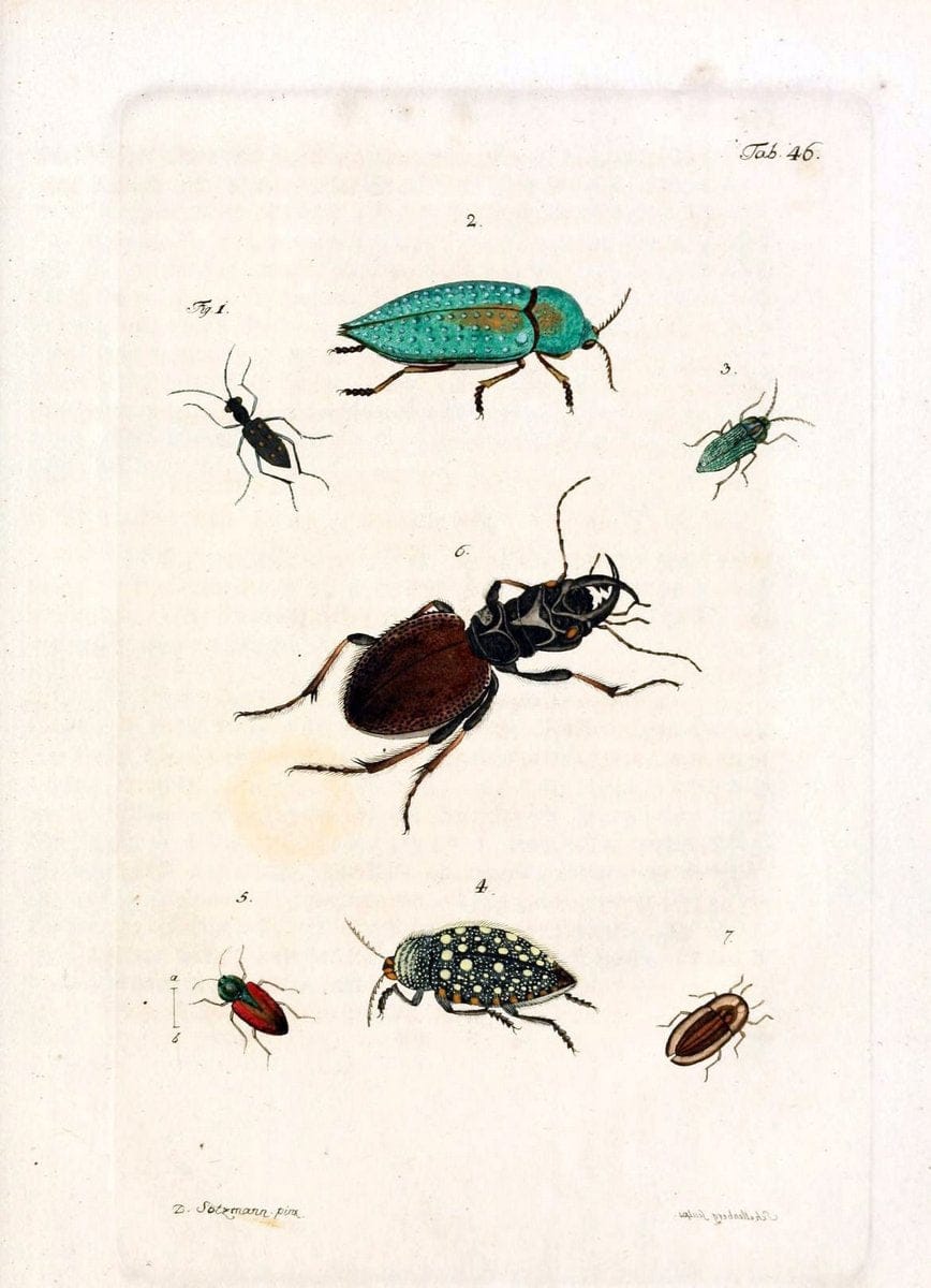 Archiv der Insectengeschichte /.Winterthur :Bey dem Herausgeber und bey Heinrich Steiner und Comp.,1781-1786.  | Classification Insects | Vintage Print Reproduction 457997