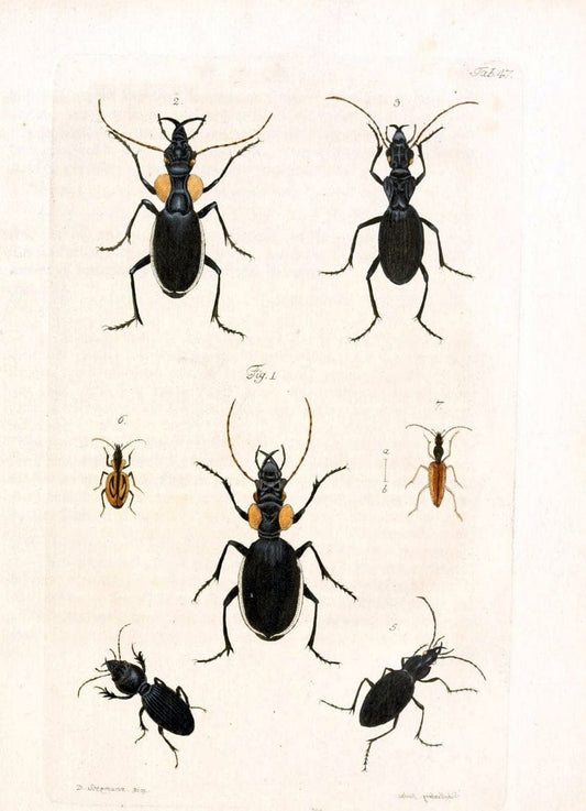 Archiv der Insectengeschichte /.Winterthur :Bey dem Herausgeber und bey Heinrich Steiner und Comp.,1781-1786.  | Classification Insects | Vintage Print Reproduction 457998