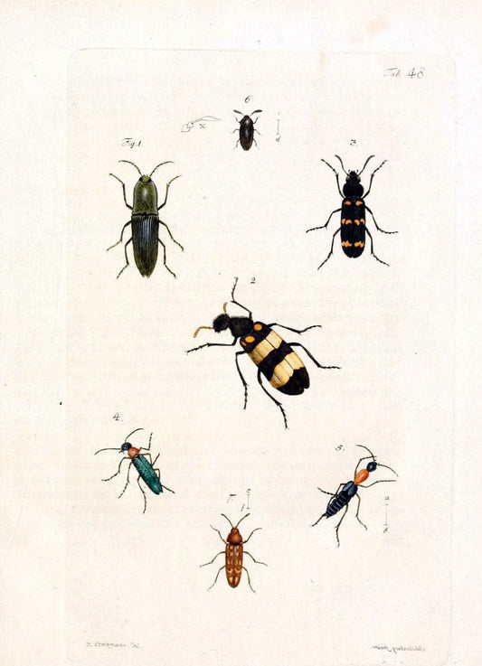 Archiv der Insectengeschichte /.Winterthur :Bey dem Herausgeber und bey Heinrich Steiner und Comp.,1781-1786.  | Classification Insects | Vintage Print Reproduction 457999