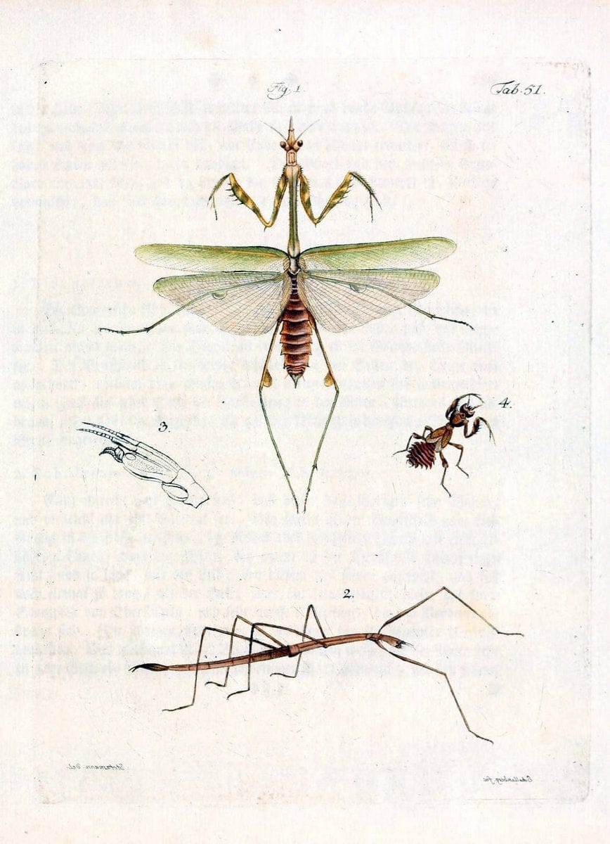 Archiv der Insectengeschichte /.Winterthur :Bey dem Herausgeber und bey Heinrich Steiner und Comp.,1781-1786.  | Classification Insects | Vintage Print Reproduction 458002