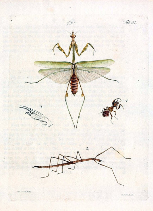 Archiv der Insectengeschichte /.Winterthur :Bey dem Herausgeber und bey Heinrich Steiner und Comp.,1781-1786.  | Classification Insects | Vintage Print Reproduction 458002