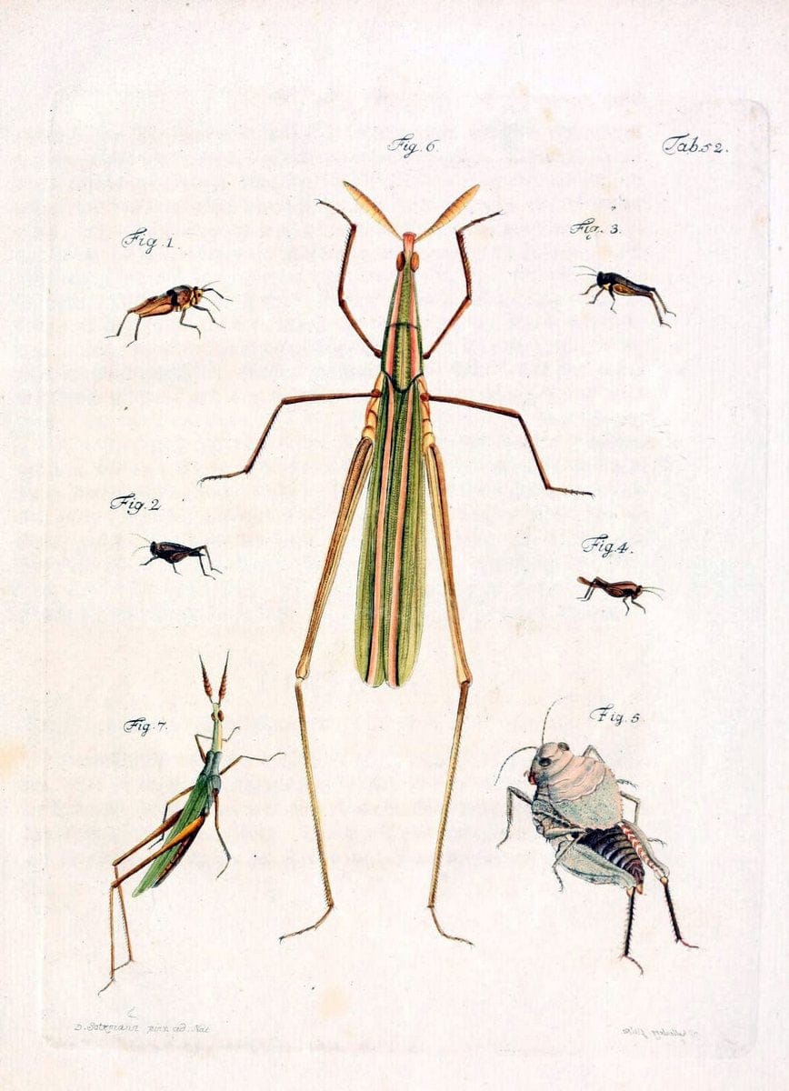 Archiv der Insectengeschichte /.Winterthur :Bey dem Herausgeber und bey Heinrich Steiner und Comp.,1781-1786.  | Classification Insects | Vintage Print Reproduction 458003