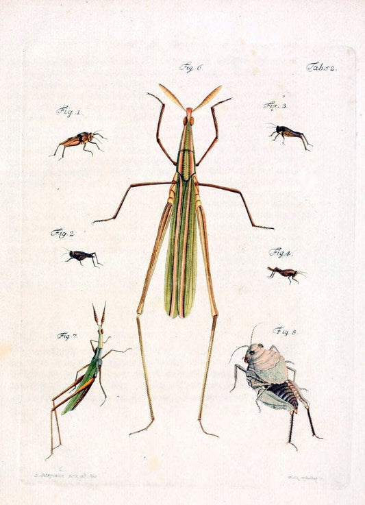Archiv der Insectengeschichte /.Winterthur :Bey dem Herausgeber und bey Heinrich Steiner und Comp.,1781-1786.  | Classification Insects | Vintage Print Reproduction 458003