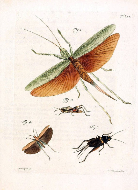 Archiv der Insectengeschichte /.Winterthur :Bey dem Herausgeber und bey Heinrich Steiner und Comp.,1781-1786.  | Classification Insects | Vintage Print Reproduction 458004