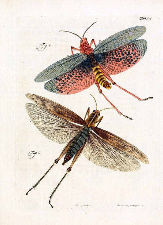 Archiv der Insectengeschichte /.Winterthur :Bey dem Herausgeber und bey Heinrich Steiner und Comp.,1781-1786.  | Classification Insects | Vintage Print Reproduction 458005