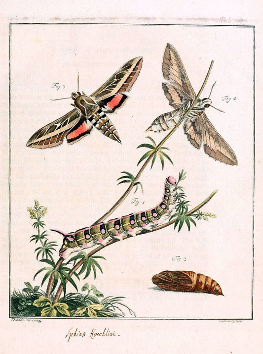 Archiv der Insectengeschichte /.Winterthur :Bey dem Herausgeber und bey Heinrich Steiner und Comp.,1781-1786.  | Classification Insects | Vintage Print Reproduction 458006