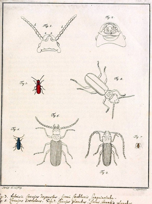 Archiv der Insectengeschichte /.Winterthur :Bey dem Herausgeber und bey Heinrich Steiner und Comp.,1781-1786.  | Classification Insects | Vintage Print Reproduction 458008