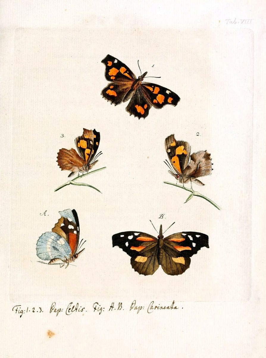 Archiv der Insectengeschichte /.Winterthur :Bey dem Herausgeber und bey Heinrich Steiner und Comp.,1781-1786.  | Classification Insects | Vintage Print Reproduction 458009
