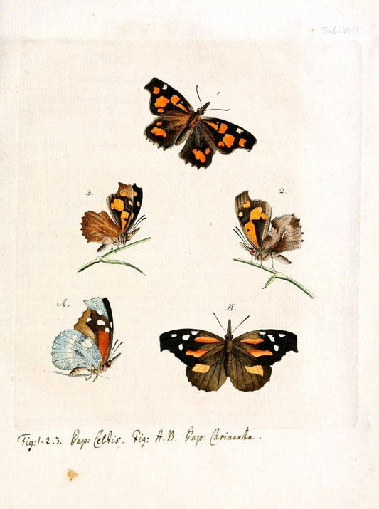 Archiv der Insectengeschichte /.Winterthur :Bey dem Herausgeber und bey Heinrich Steiner und Comp.,1781-1786.  | Classification Insects | Vintage Print Reproduction 458009