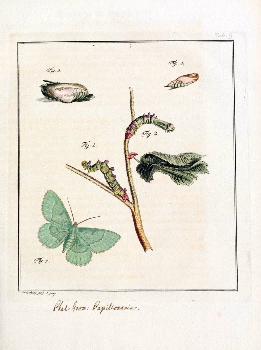 Archiv der Insectengeschichte /.Winterthur :Bey dem Herausgeber und bey Heinrich Steiner und Comp.,1781-1786.  | Classification Insects | Vintage Print Reproduction 458010