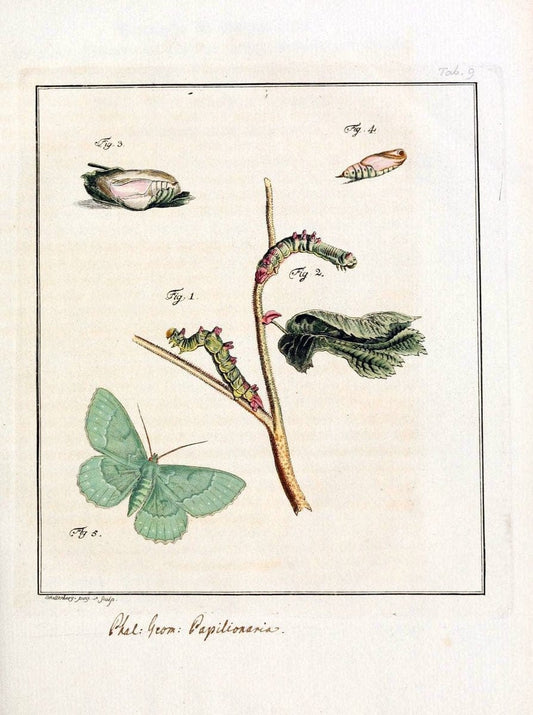 Archiv der Insectengeschichte /.Winterthur :Bey dem Herausgeber und bey Heinrich Steiner und Comp.,1781-1786.  | Classification Insects | Vintage Print Reproduction 458010