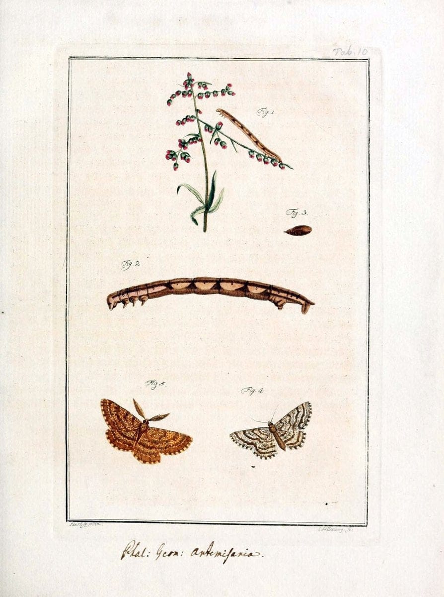 Archiv der Insectengeschichte /.Winterthur :Bey dem Herausgeber und bey Heinrich Steiner und Comp.,1781-1786.  | Classification Insects | Vintage Print Reproduction 458011
