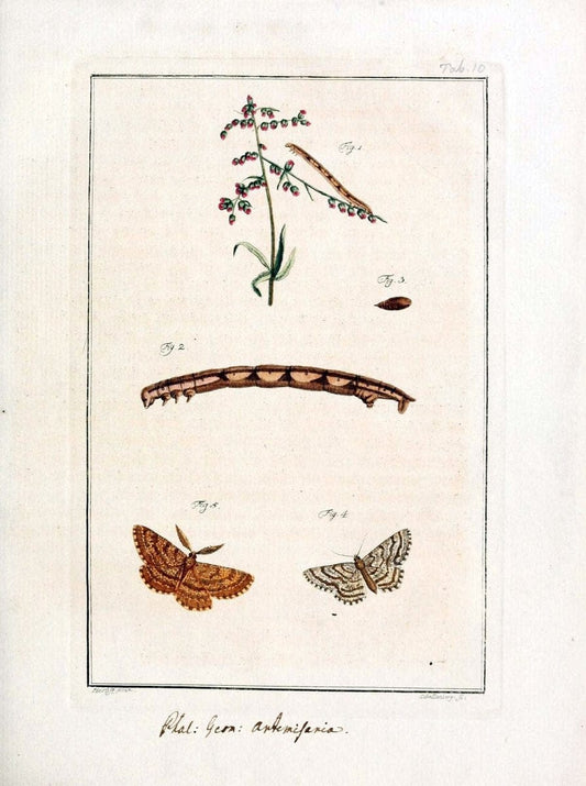 Archiv der Insectengeschichte /.Winterthur :Bey dem Herausgeber und bey Heinrich Steiner und Comp.,1781-1786.  | Classification Insects | Vintage Print Reproduction 458011
