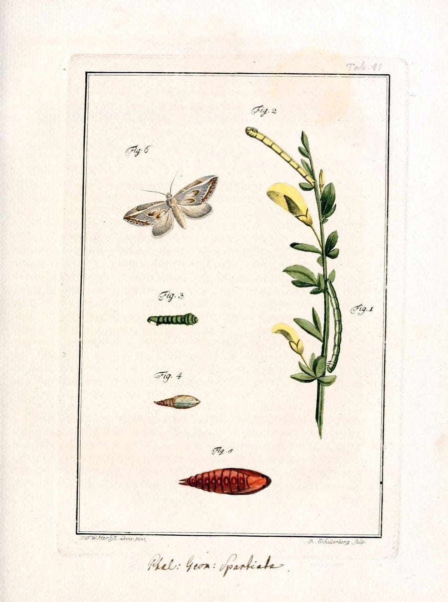 Archiv der Insectengeschichte /.Winterthur :Bey dem Herausgeber und bey Heinrich Steiner und Comp.,1781-1786.  | Classification Insects | Vintage Print Reproduction 458012
