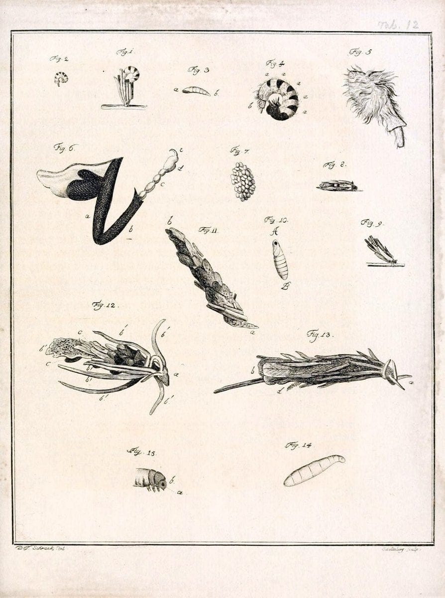 Archiv der Insectengeschichte /.Winterthur :Bey dem Herausgeber und bey Heinrich Steiner und Comp.,1781-1786.  | Classification Insects | Vintage Print Reproduction 458013