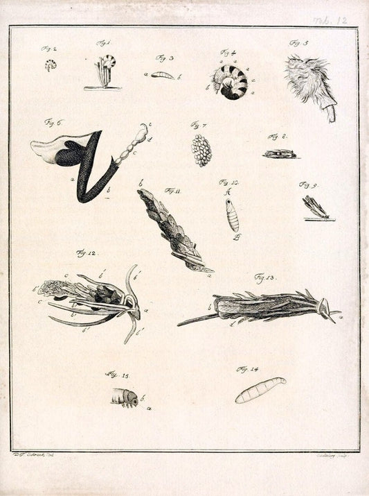 Archiv der Insectengeschichte /.Winterthur :Bey dem Herausgeber und bey Heinrich Steiner und Comp.,1781-1786.  | Classification Insects | Vintage Print Reproduction 458013