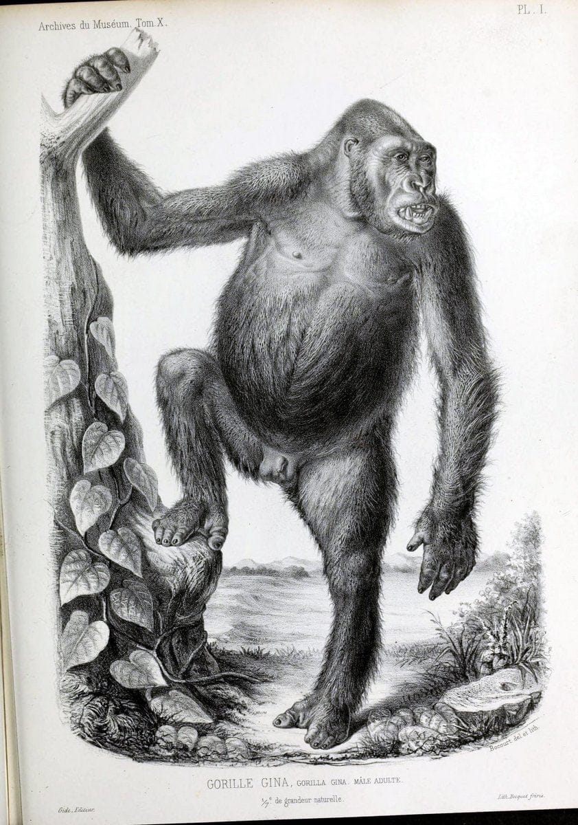 Archives du MusÃ©um d'Histoire Naturelle, Paris.  |  | Vintage Print Reproduction 458014